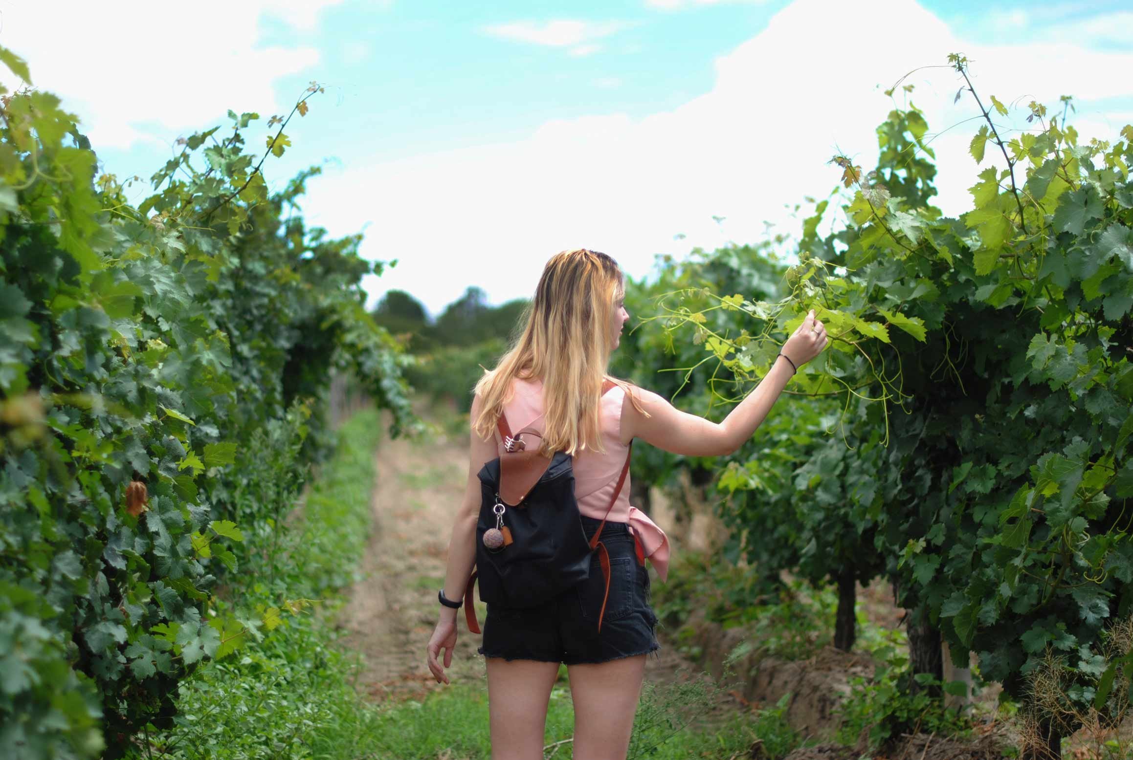 AIFS-Farmwork-and-Travel-Südafrika-auf-einer-farm-arbeiten-weinfeld-winzer-wein-person