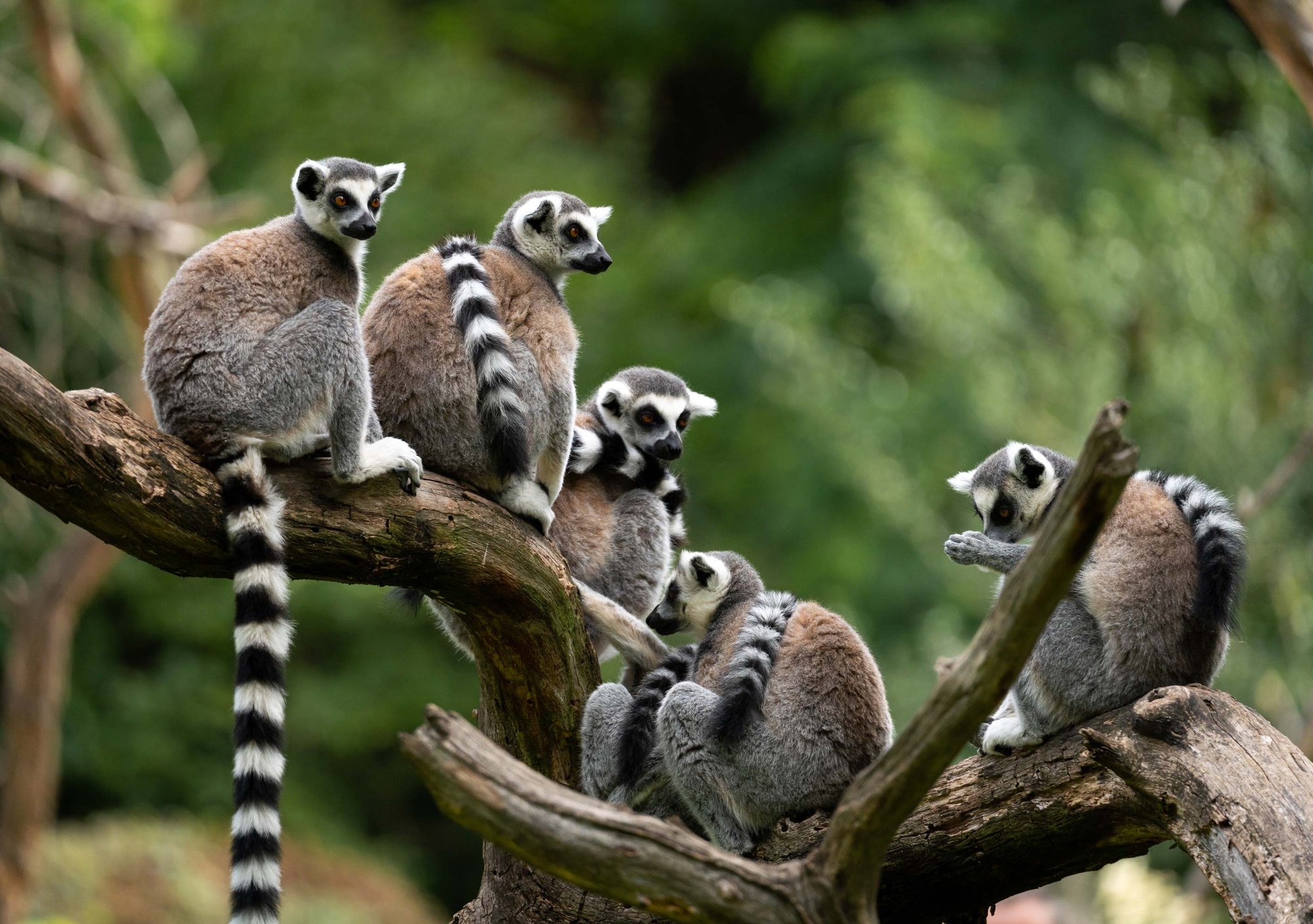 AIFS-Freiwilligenarbeit-Madagaskar-Lemurenschutz-Nosy-Be-Lemuren-Gruppe-natur
