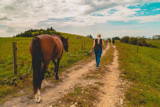 AIFS-Ranchwork-Neuseeland-Person-Pferd-ausführen-spazieren-ranch-landschaft