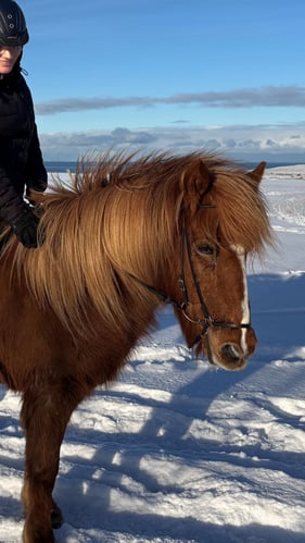 AIFS Au Pair in Island beim Reiten auf einem Islandpferd