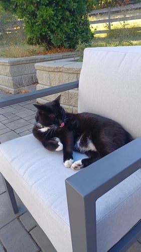 Eine Katze beim AIFS Freiwilligenprojekt Wildlife in Kanada