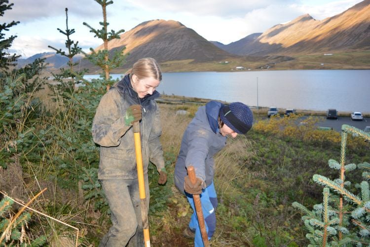 Volunteers pflanzen einen Baum beim Freiwilligenprojekt Forest and Beach in Island mit AIFS