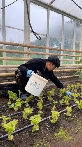 Volunteer beim Ernten im Gewächshaus beim Freiwilligenprojekt Eco-Village in Island mit AIFS