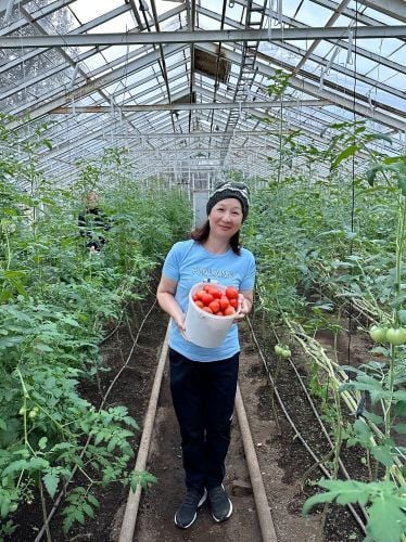 Tomaten ernten beim Freiwilligenprojekt Organic Farming in Island mit AIFS