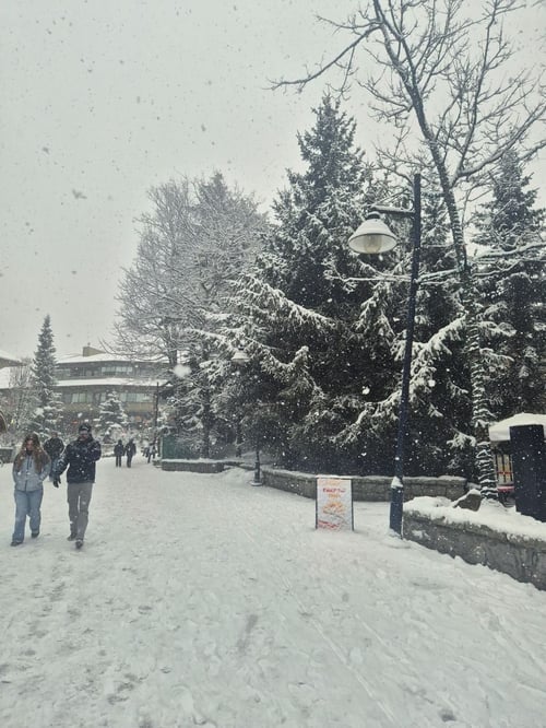 Bäume und Straßen überdeckt mit Schnee in Kanada beim High School Aufenthalt mit AIFS