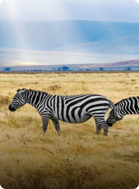 Wildlife-Abenteuer in Tansania und Sansibar: AIFS Adventure Trips begegnen den Big 5 in freier Natur.
