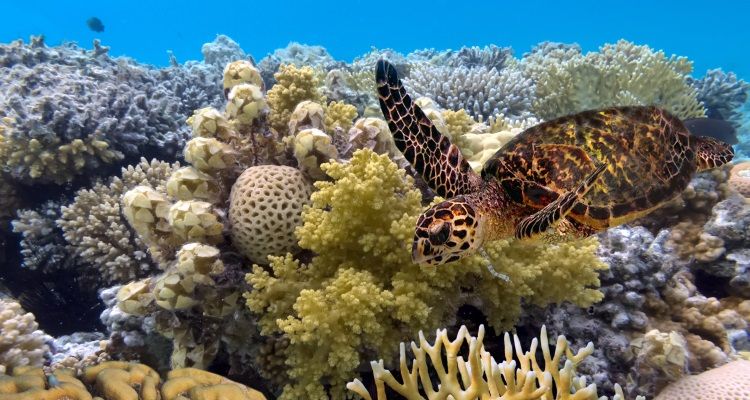 aifs-australien-Schildkröte_Great-Barrier-Reef