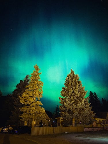 aifs-kanada-nordlichter-tannen
