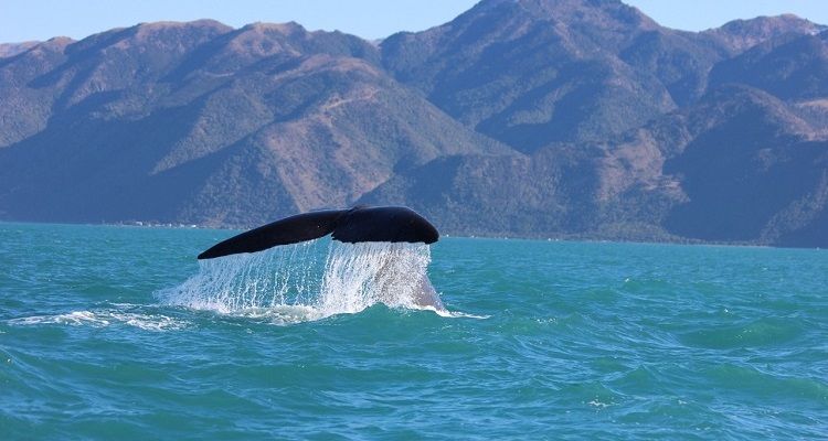 aifs-neuseeland-Wal-Kaikoura