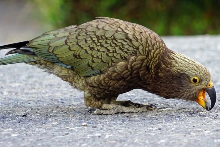 aifs-neuseeland-vogel-kiwi-Kea