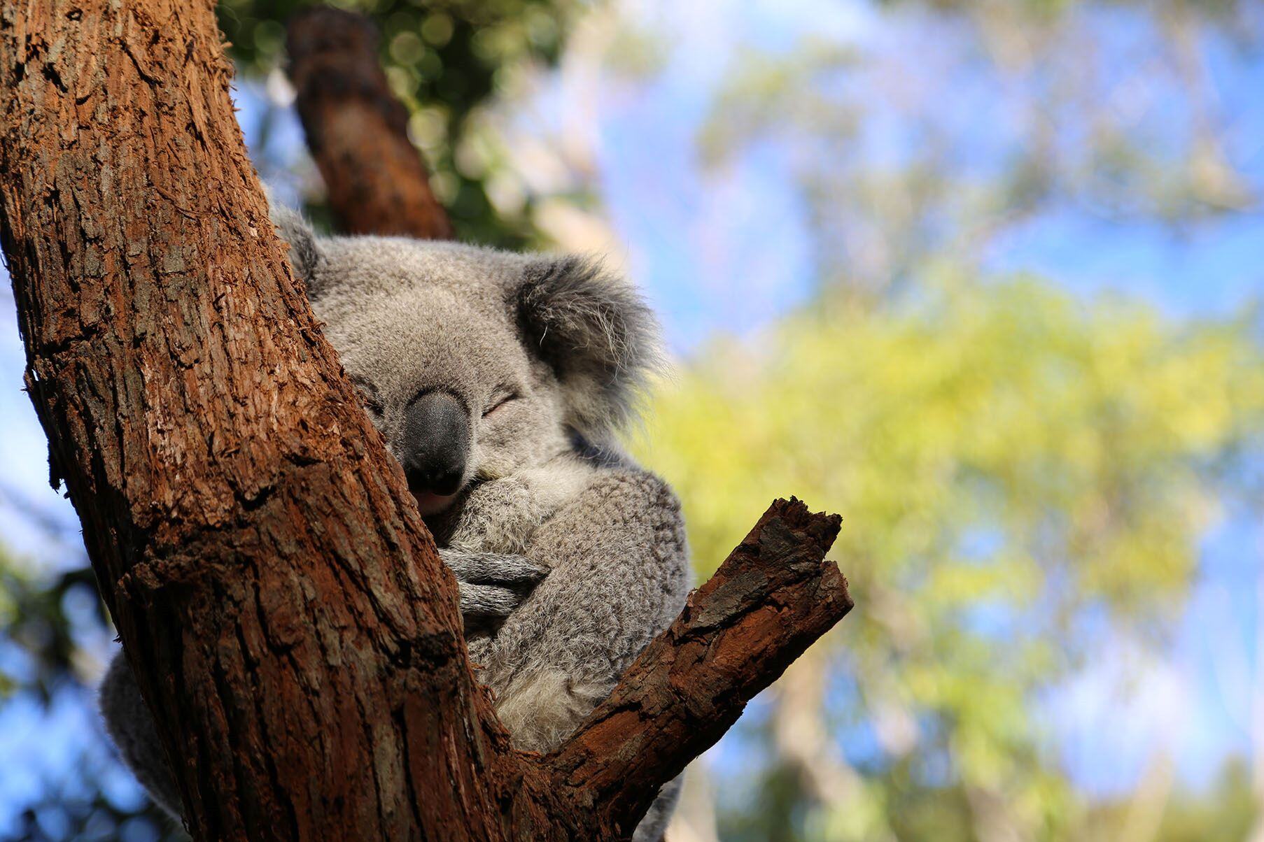 Koala auf einem Baum am schlafen bei einer Rundreise durch Australien