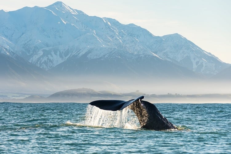 Wal bei der Abenteuerreise durch Neuseeland mit AIFS