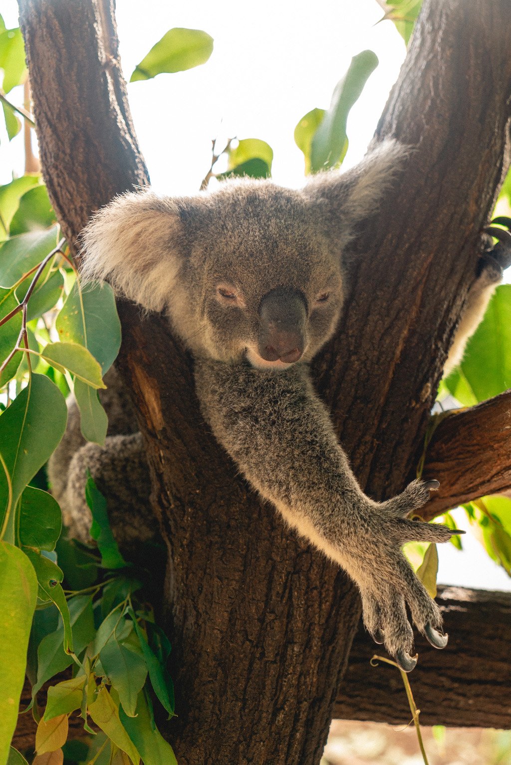 Maries Erfahrung beim Freiwilligenprojekt in Australien