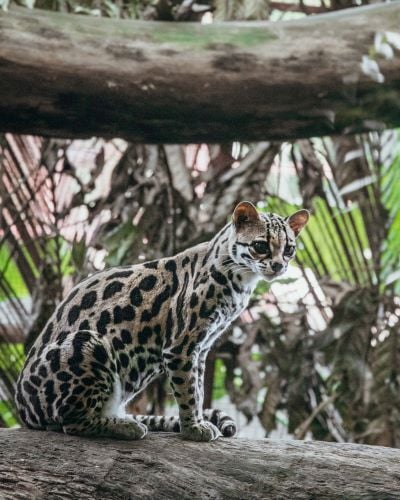 Katze beim Freiwilligenprojekt Wildlife Rescue in Costa Rica mit AIFS