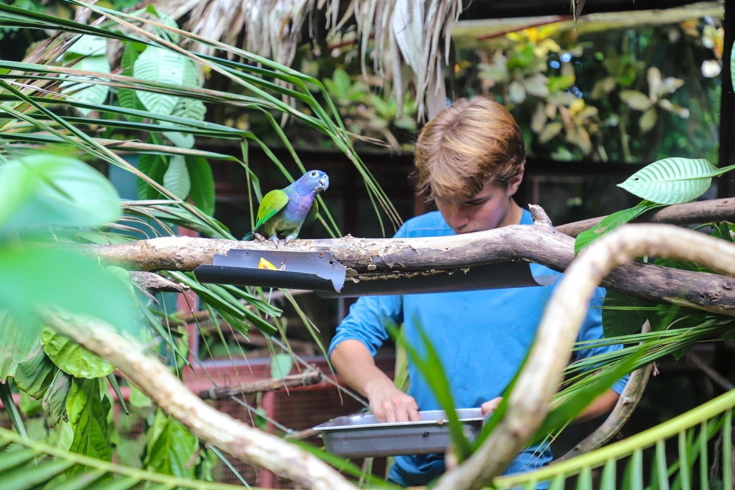 Volunteer füttert Papagei im Freiwilligenprojekt Wildlife Rescue in Costa Rica