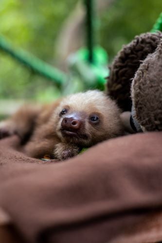 Faultier im Freiwilligenprojekt Wildlife Rescue in Costa Rica