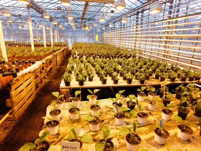 Pflanzen im Gewächshaus beim Freiwilligenprojekt Ecovillage in Island mit AIFS