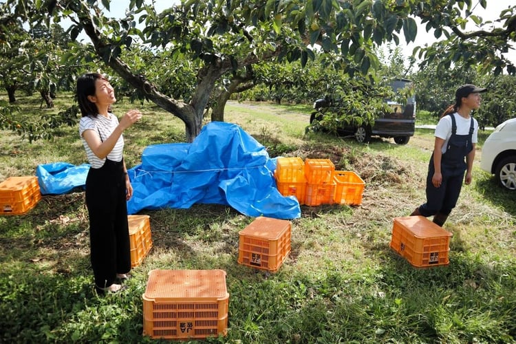 Personen sammeln Obst beim Freiwilligenprojekt Community Work und Umweltschutz in Japan mit AIFS
