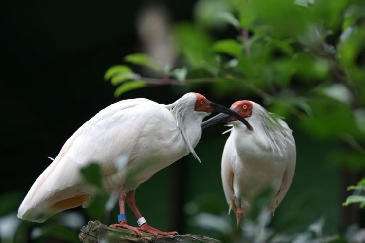 Vögel beim Freiwilligenprojekt Community Work und Umweltschutz in Japan mit AIFS