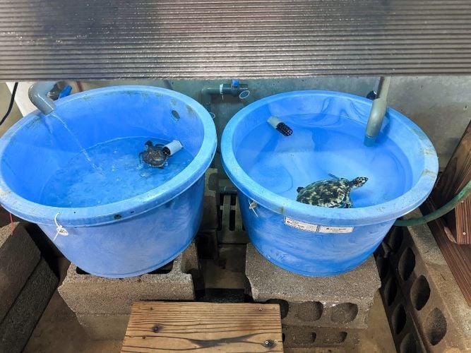 Schildkröten im Wasserbecken bim Freiwilligenarbeit in Japan
