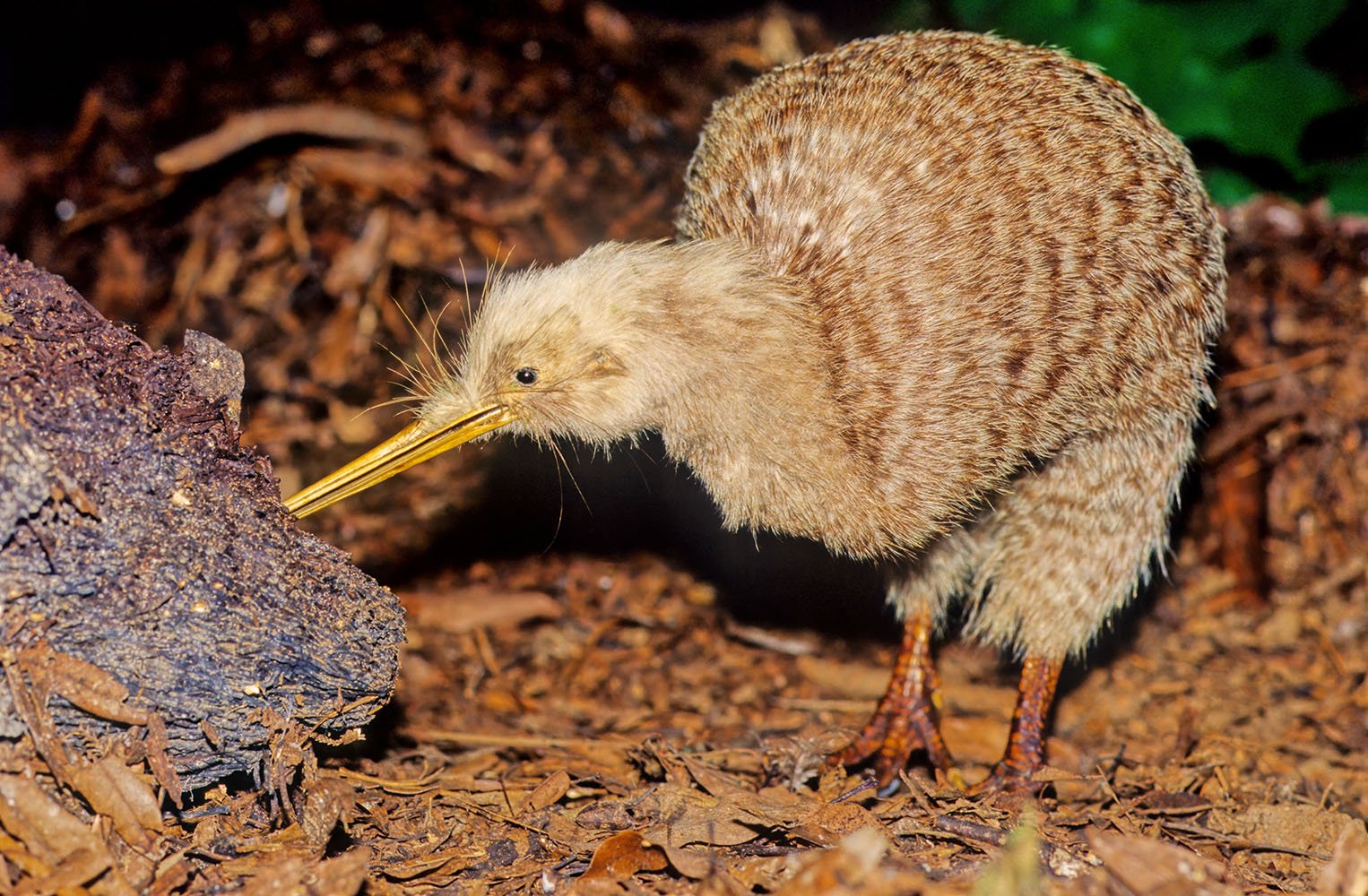 AIFS-Freiwilligenarbeit-Neuseeland-Projekt-Rainforest-Conservation-kiwi-bird