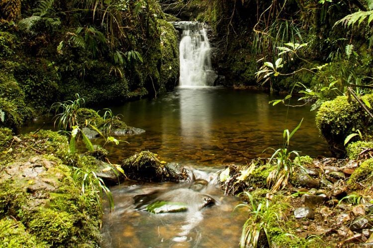 Wasserfall beim Freiwilligenprojekt Rainforest Conservation in Neuseeland