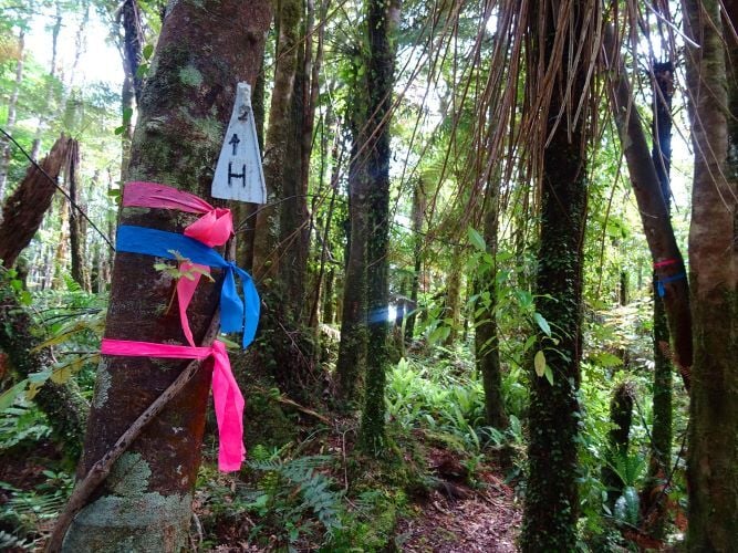 Wald beim Freiwilligenprojekt Rainforest Conservation in Neuseeland