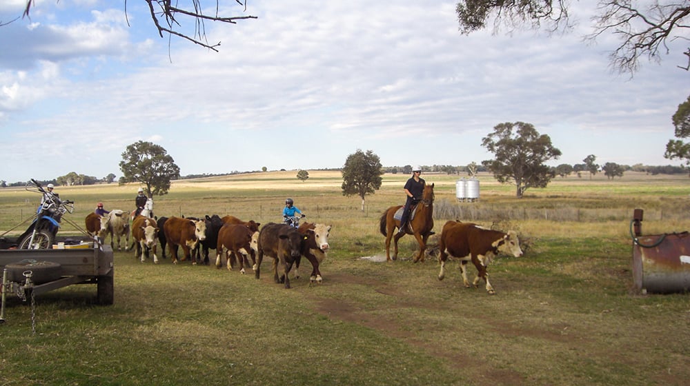 aifs-australien-ranchwork-kühe-personen