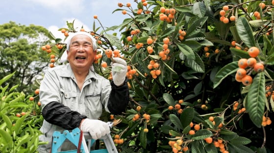 Hilf bei der Farmarbeit in Japan mit AIFS