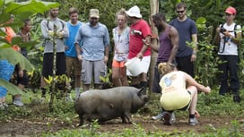 aifs-studieren-im-ausland-costa-rica-ugc-schwein