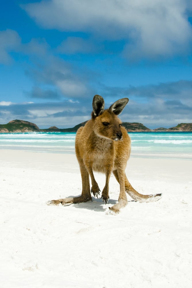 aifs-australien-strand-meer-kaenguru-carousel-668x100