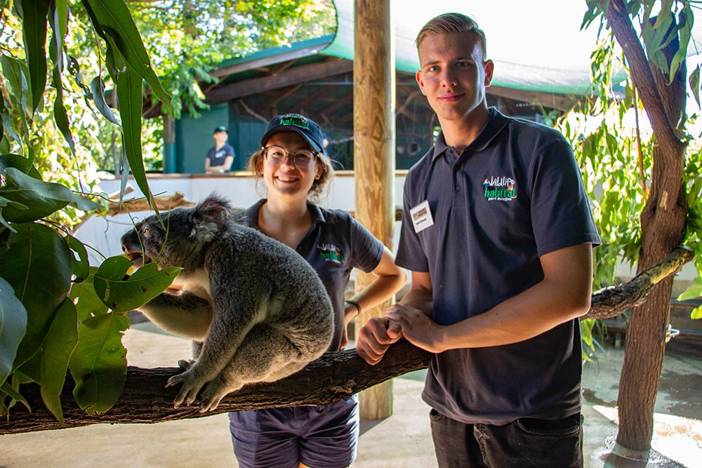aifs-freiwilligenarbeit-australien-personen-wildlife-habitat-koala-program-carousel-668x1000