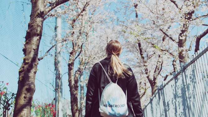 Tauche mit AIFS in die faszinierende Welt der Kirschblütenbäume ein. Erlebe die Schönheit Japans im Frühling und lass dich verzaubern.
