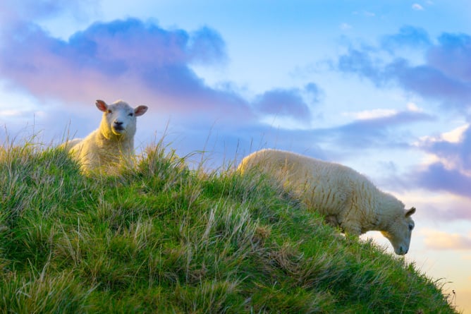 Farmwork in Neuseeland mit AIFS