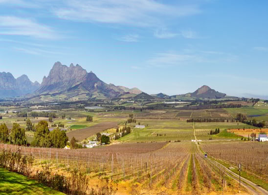 aifs-südafrika-allgemein-weinreben-program-carousel-668x1000