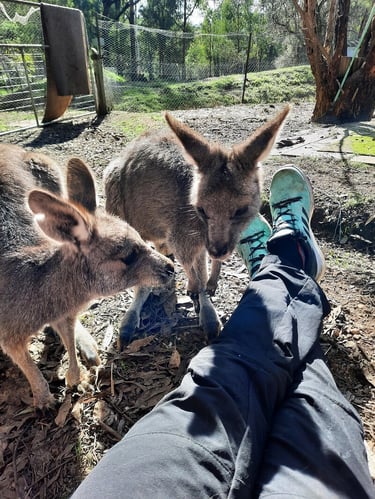 ugc-work and travel- australien- sarahh-tiere