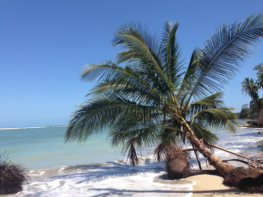 aifs-studiere-in-costa-rica-natur-strand-palme