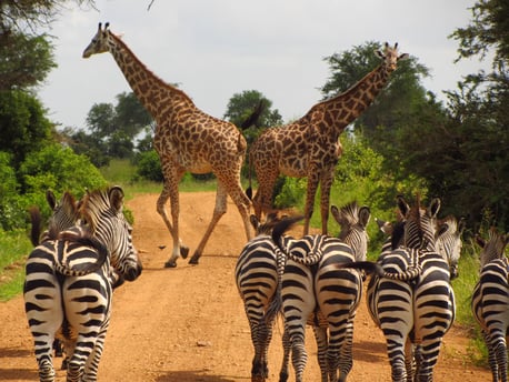 Zebras und Giraffen im Kruger Nationalpark
