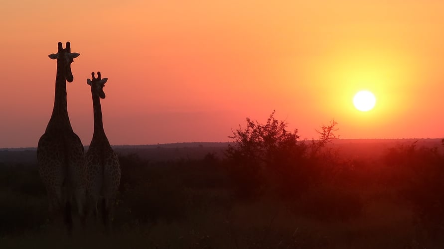 Safari bei Nacht im Kruger Nationalpark mit AIFS