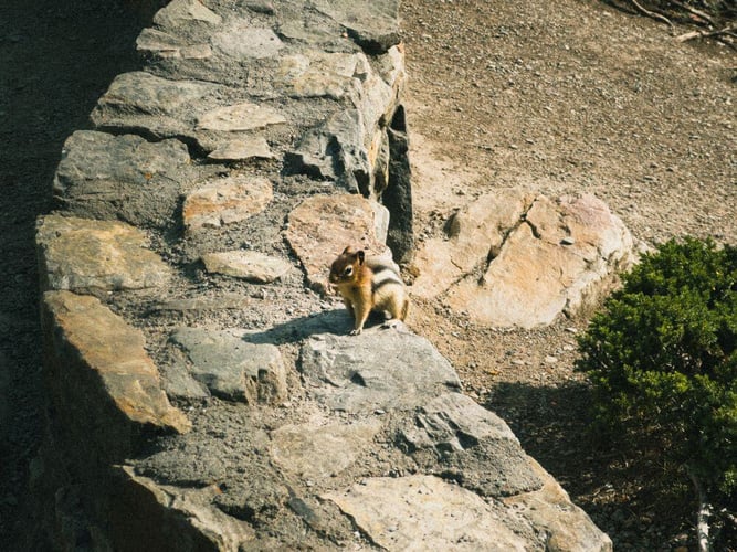 aifs-adventure-trips-kanada-streifenhörnchen-fotos-nico