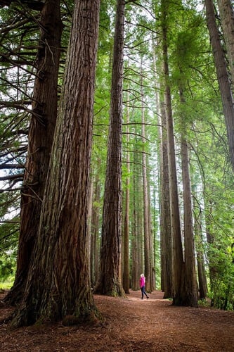 aifs-adventure-trips-neuseeland-hamurana-whakarewarewa-redwood-forest