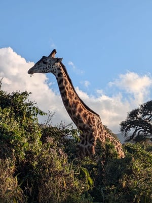 aifs-adventure-trips-northern-tanzania-explorer-ugc-verenam-giraffe