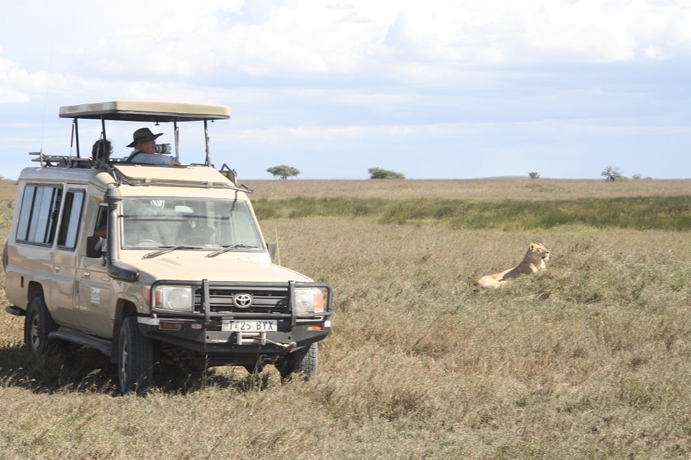 aifs-adventure-trips-serengeti-safari-jeep-löwen