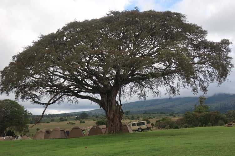 aifs-adventure-trips-tansania-ngorongoro-baum-1