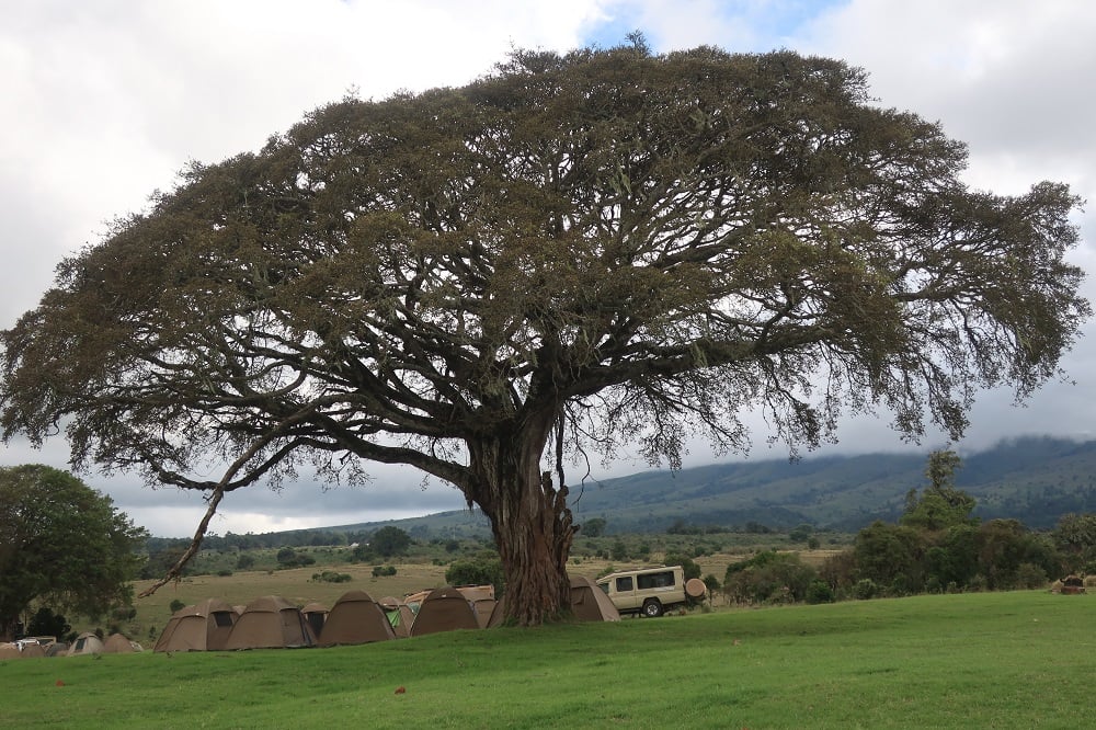 aifs-adventure-trips-tansania-ngorongoro-baum