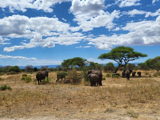 aifs-adventure-trips-tansania-sansibar-ugc-sophiam-elefant (2)