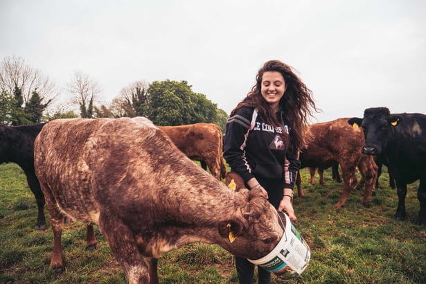 aifs-farmwork-and-travel-irland-person-kühe-füttern-auf-einer-farm-arbeiten-freude