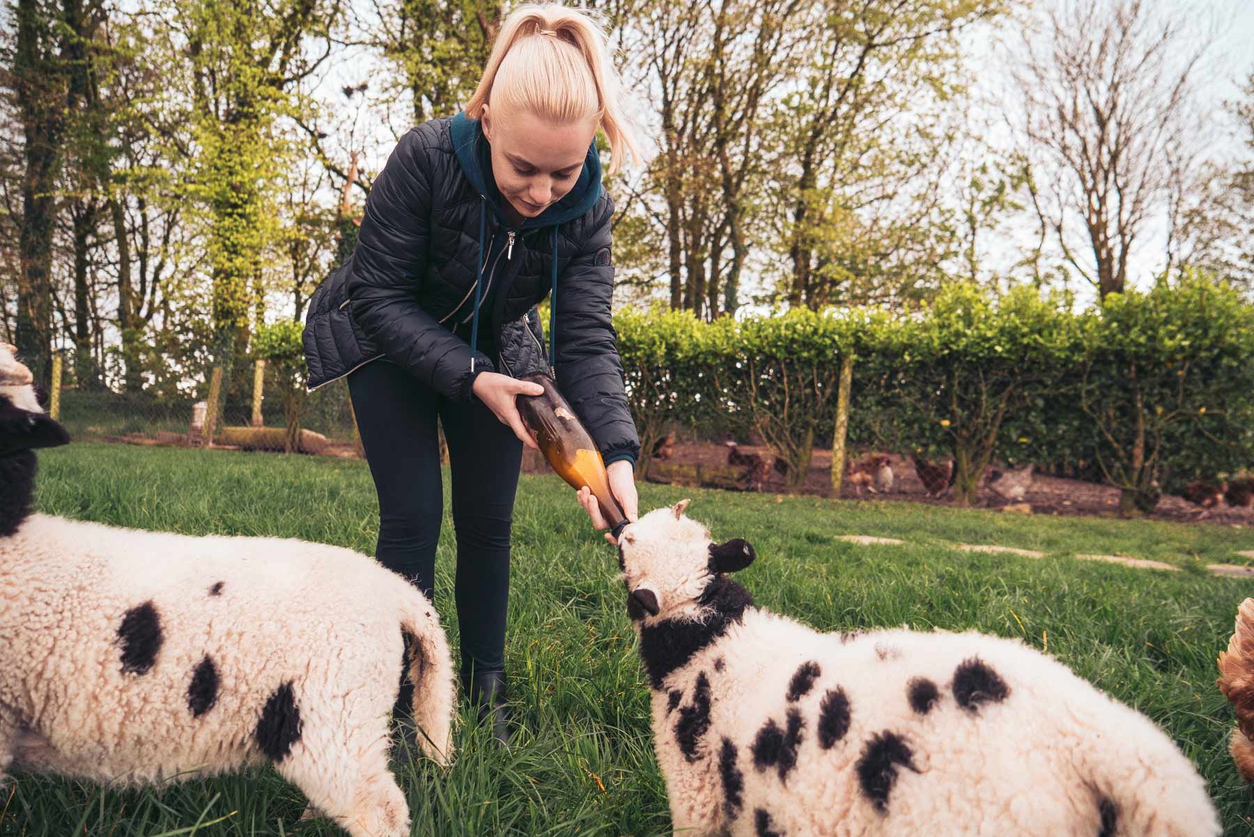 aifs-farmwork-and-travel-neuseeland-auf-einer-farm-arbeiten-person-schafe-füttern