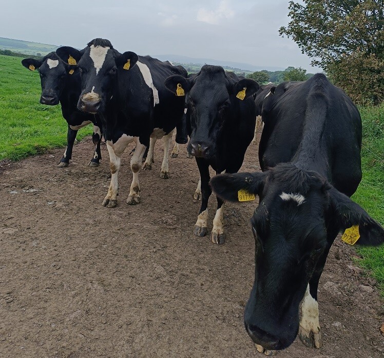 Sophies Erfahrungen bei Farmwork in Irland mit AIFS