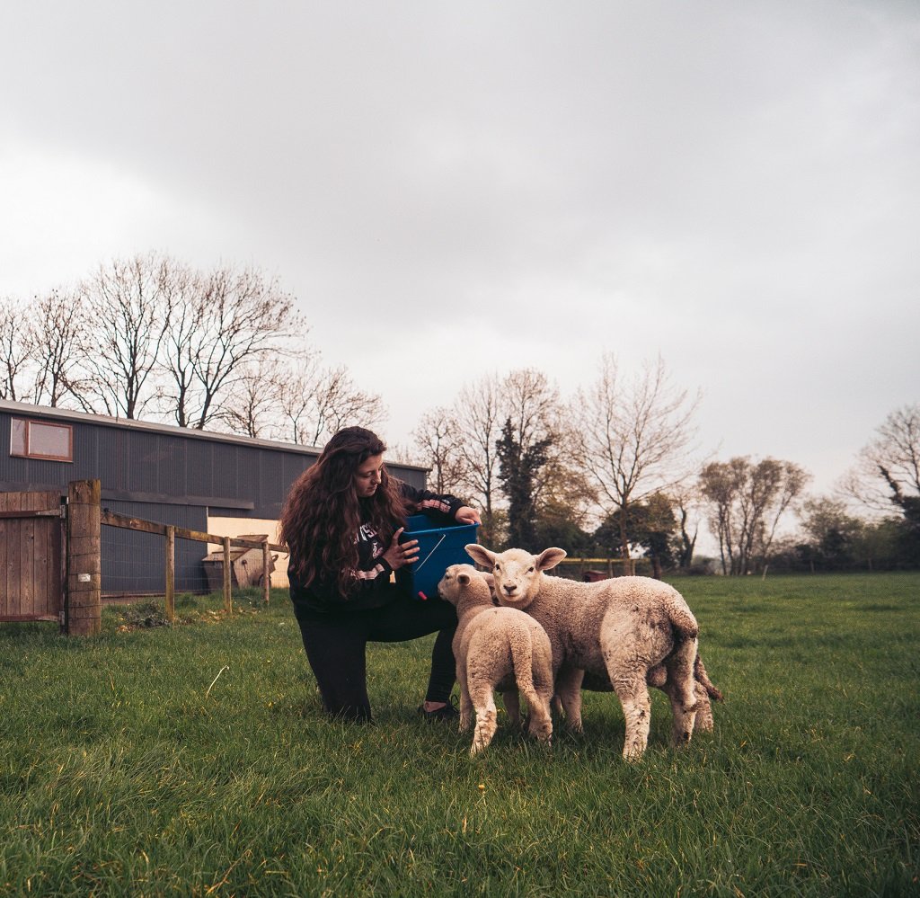 Farmwork in Irland mit AIFS